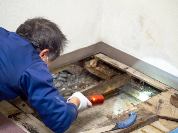 Best Localized Mold Remediation (e.g., coastal areas, humid climates) in South San Gabriel, CA