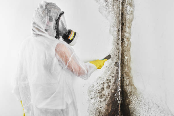 Best Mold Testing and Inspection Services in South San Gabriel, CA