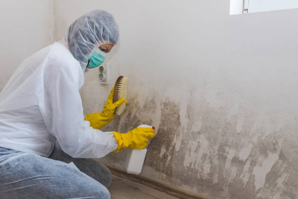 Best Black Mold Remediation in South San Gabriel, CA