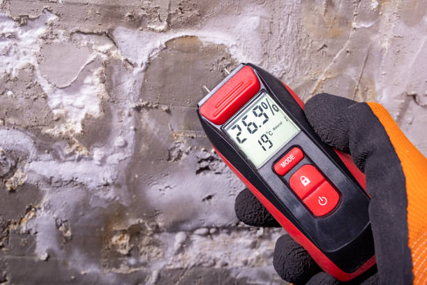Best DIY Mold Remediation Support Services in South San Gabriel, CA