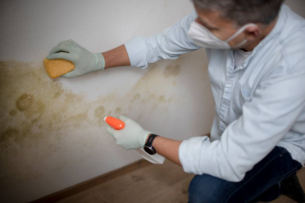 Best Industrial Mold Remediation in South San Gabriel, CA