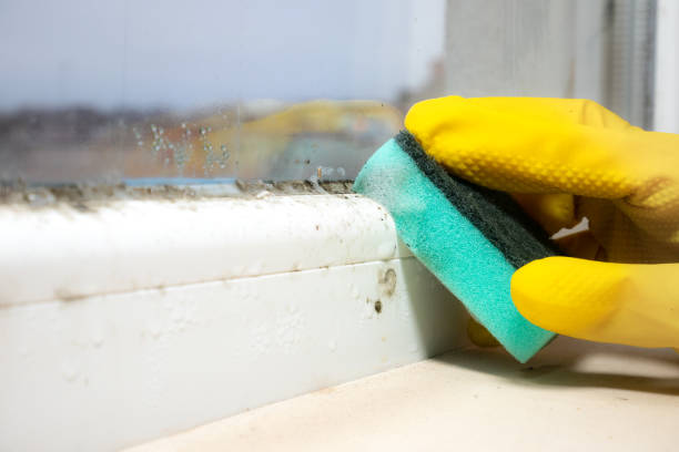 South San Gabriel, CA Mold Remediation Company