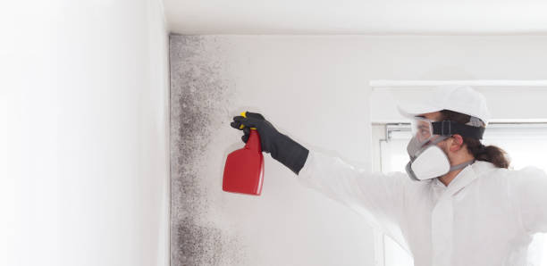 Best Residential Mold Remediation in South San Gabriel, CA