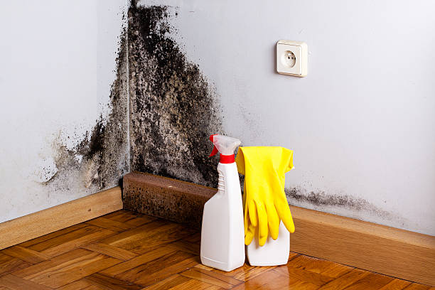 Best Kitchen Mold Remediation in South San Gabriel, CA