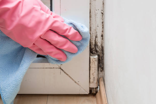 Best Commercial Mold Remediation in South San Gabriel, CA
