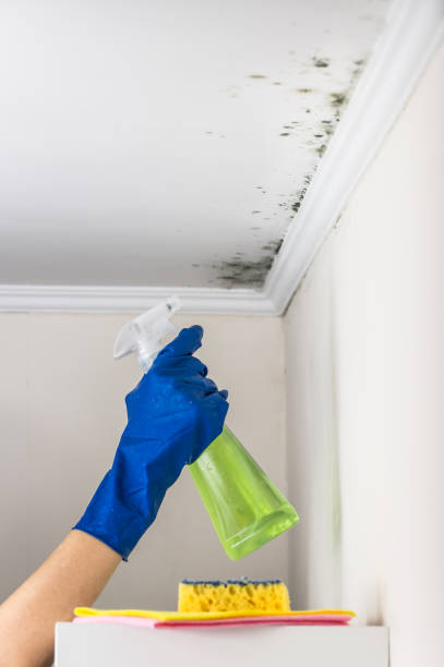 Best Localized Mold Remediation (e.g., coastal areas, humid climates) in South San Gabriel, CA